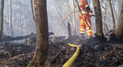 Incendio al confine tra Lipica e Basovizza: l’intervento congiunto tra Italia e Slovenia